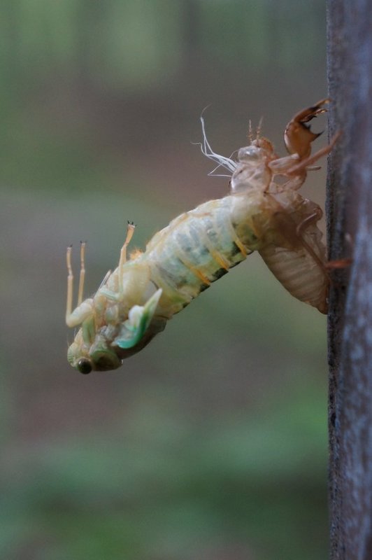 Cicada shedding skin