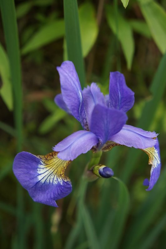 Iris in spring