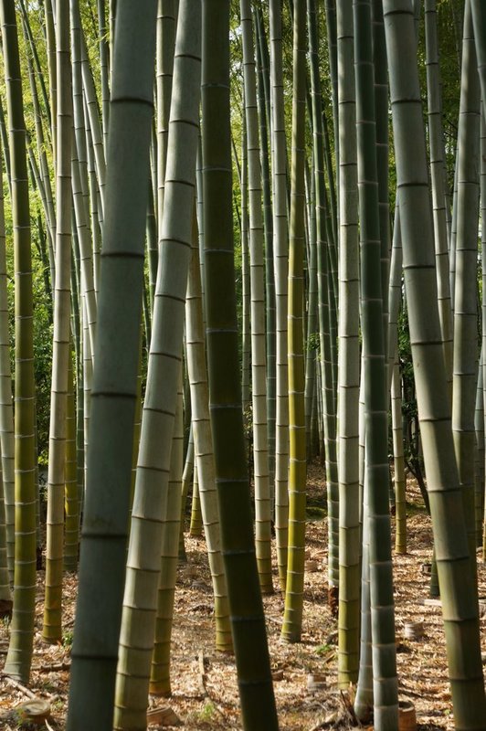 Cool bamboo