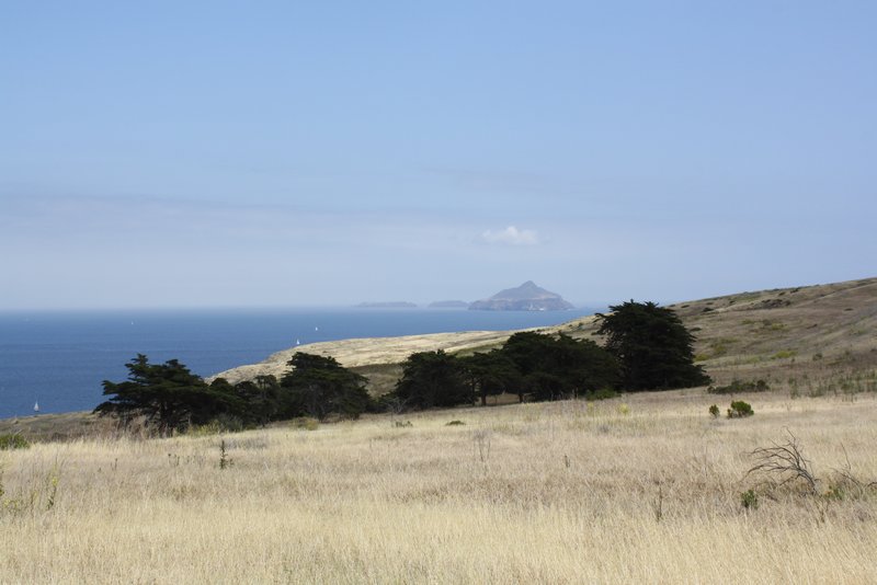 Copse of Trees and Anacapa