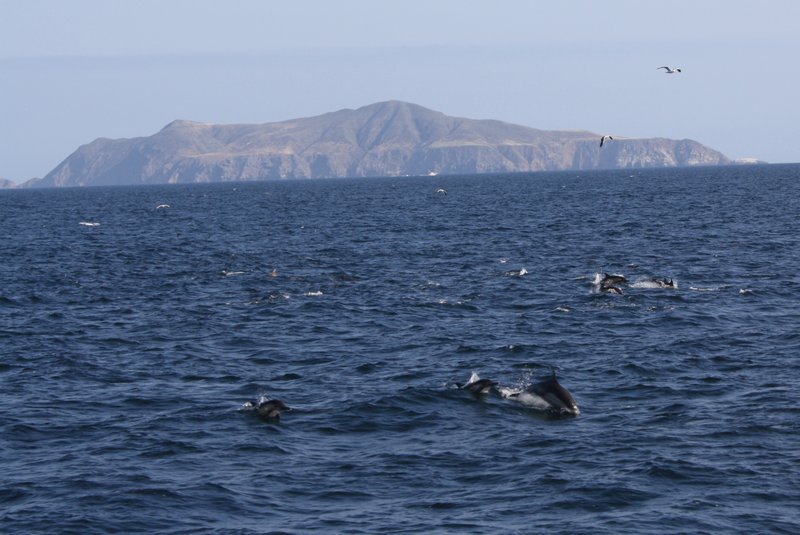 Common Dolphins on our voyage home