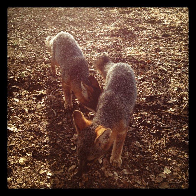 Island Foxes