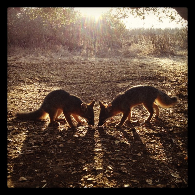 Foxes at Dusk
