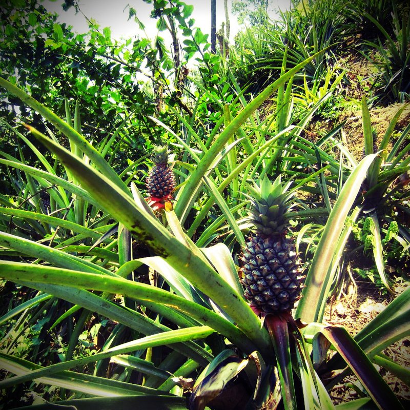Pineapple Bush