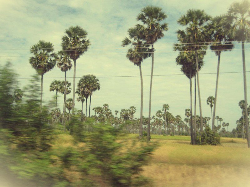 Cambodian Fields