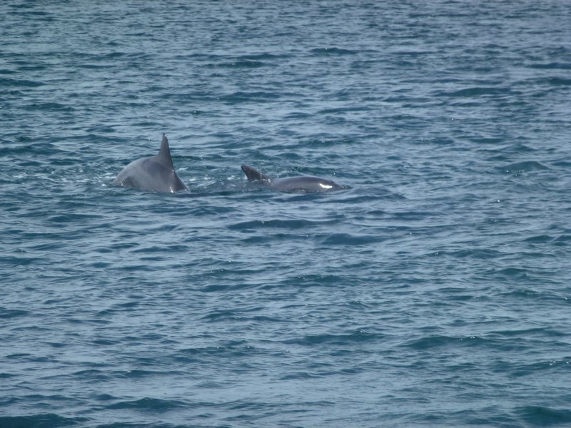 Wilde Delphine in der Port Stephens Bucht
