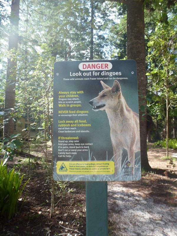 Dingo Warnung