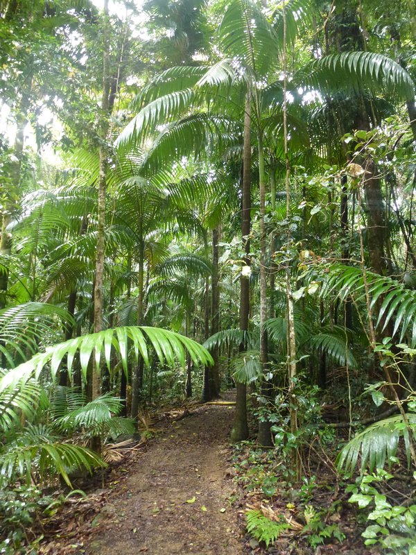 Regenwald im Eugnella
