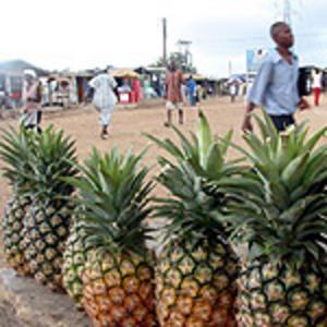 Pineapples for sale