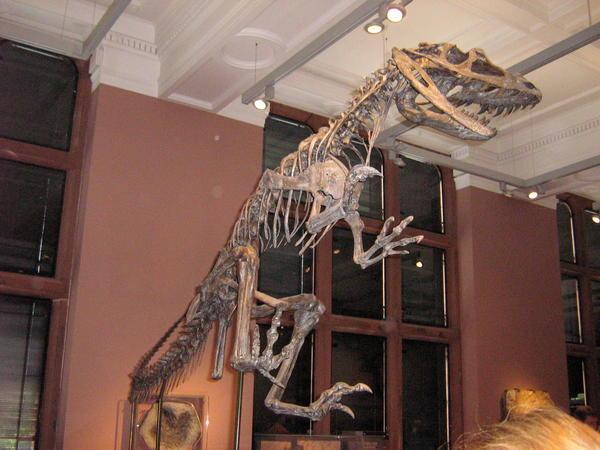 Dinosour bones
