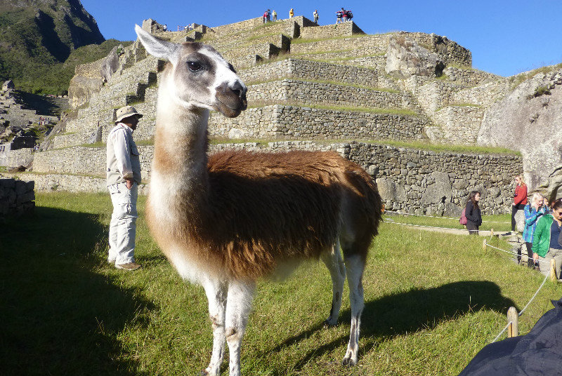 The only 'natives' calling Machu Picchu home now