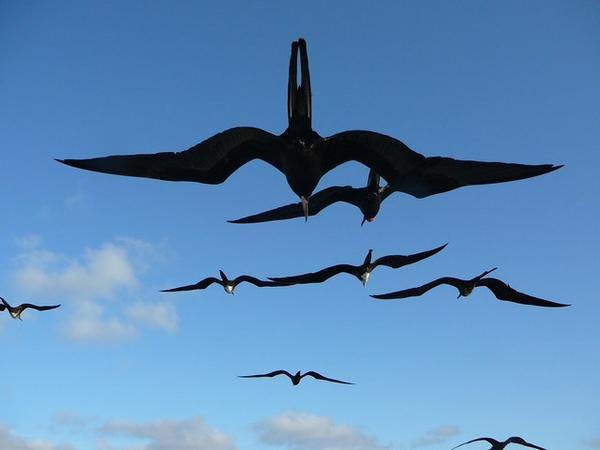 Fregat Birds