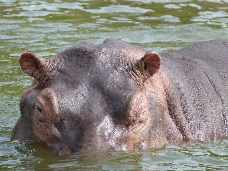 Hippo in the Kazinga Channel