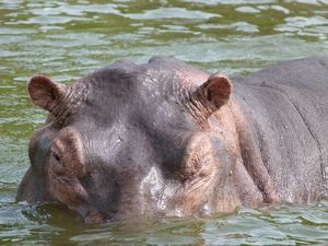 Hippo in the Kazinga Channel