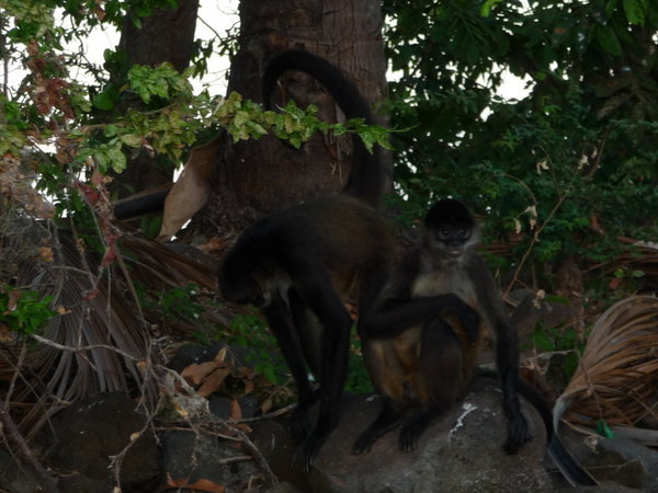 Howler monkeys on one of the islets