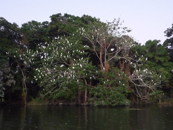 Pelican Tree