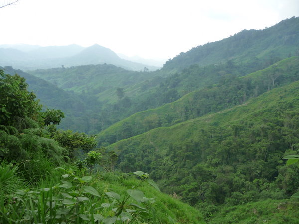 Colombian Jungle