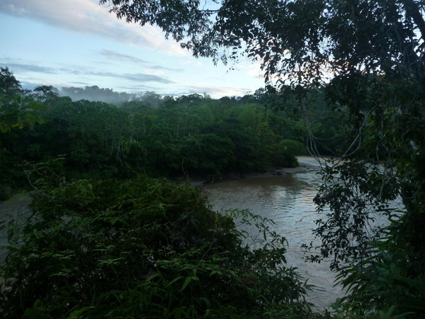 Amazon Jungle