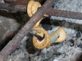 Amazonian Boa Constrictor #1