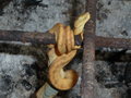 Amazonian Boa Constrictor #2