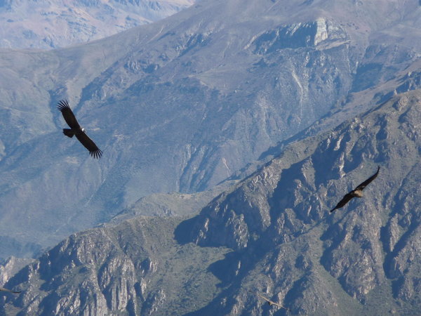 Condors