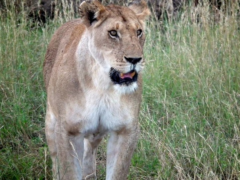 Serengeti #6