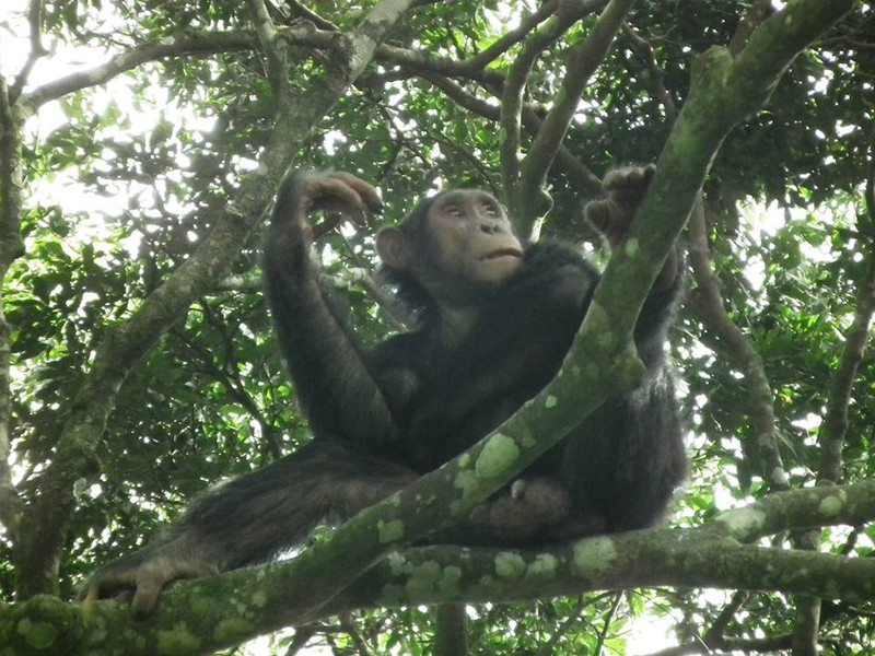 Chimpanzee trek #9