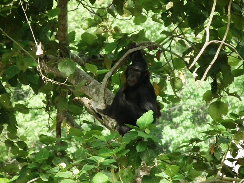 Chimpanzee trek #6