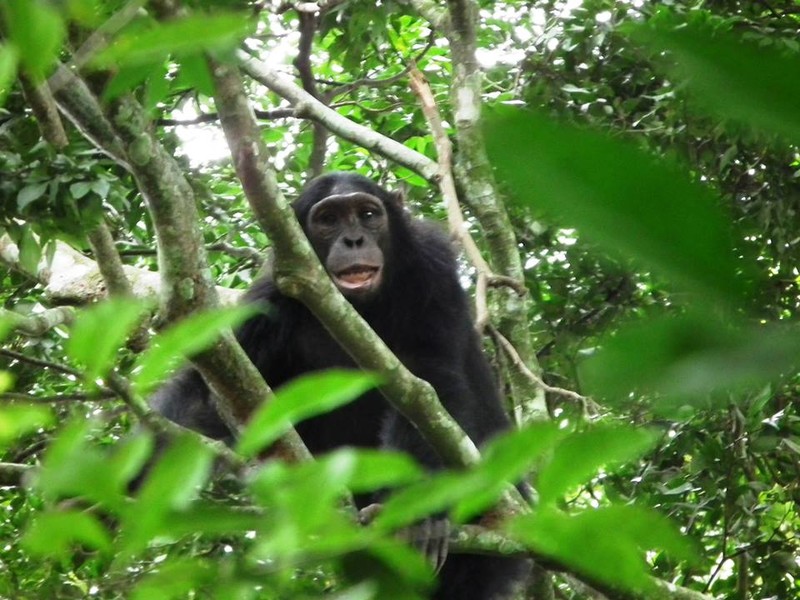 Chimpanzee trek #5