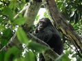 Chimpanzee trek #7