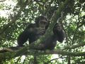 Chimpanzee trek #4