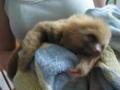 Las Pumas-Baby Sloth