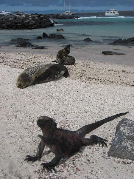Lizards mixing with sealions