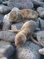 and more cute baby sealions