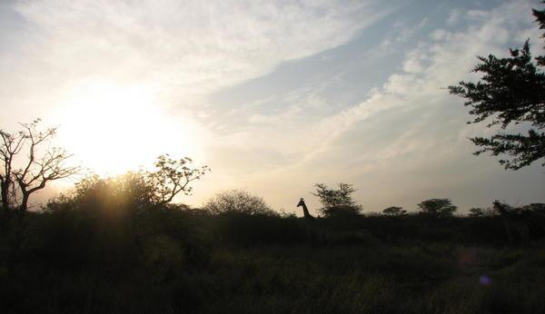 Sunset on Safari