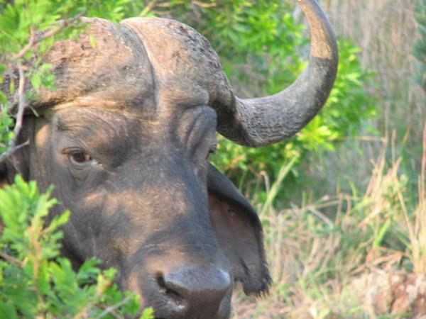 one big buffalo