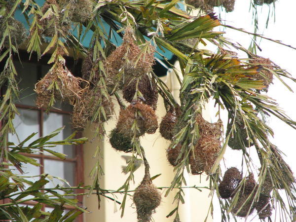 Weaverbird nests
