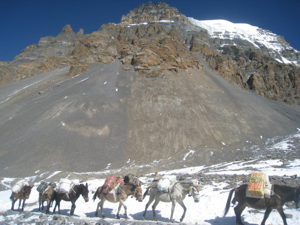 Donkey caravan on the way down from Thorung La