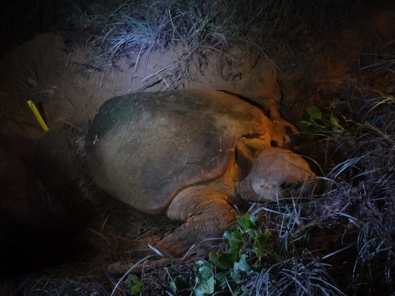 Turtle nestling in Bundaberg