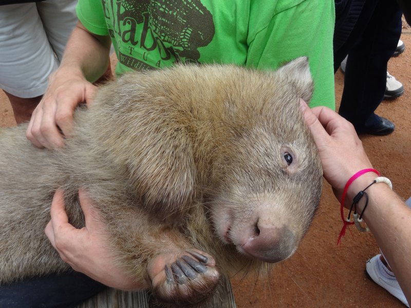 What's a wombat for? Playing wom!