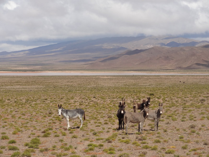 Mules near Los Cardones