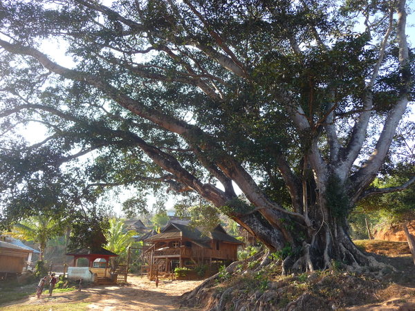 Village palaung- banyan tree (sacre)