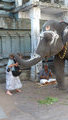 Chennai - elephant benissant Huguette