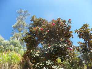 Kodaikanal - rhododendron en fleurs