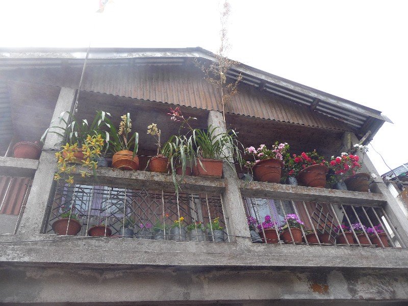 Darjeeling - maison fleurie