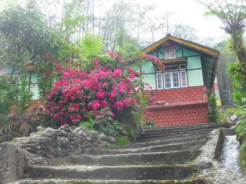 Maison et rhododendron