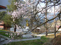 Lachung - gompa et cerisier en fleurs