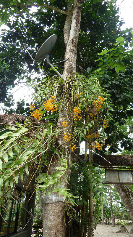 Nameri - orchidees sauvages
