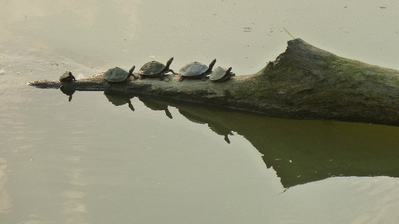 Kaziranga - tortues au soleil