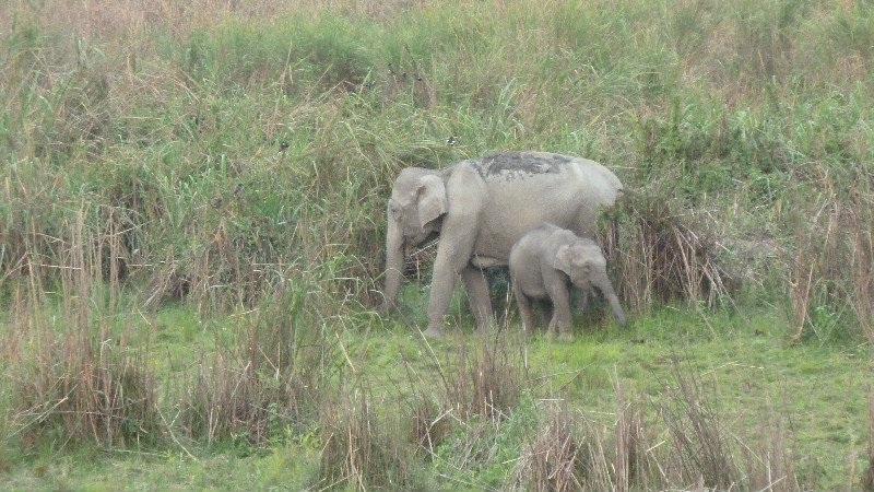 Kaziranga - mama et bebe elephants